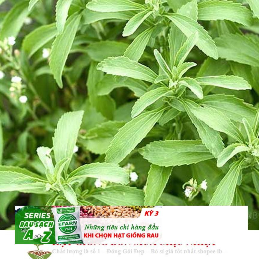 GÓI 50 Hạt Giống Cỏ Ngọt Stevia NẢY MẦM TỐT