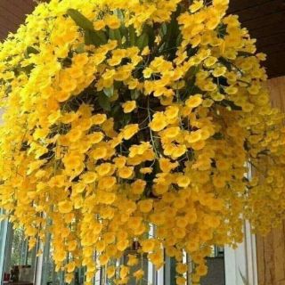 1 khóm hoa vảy rồng(khóm nhỏ)[SHOP UY TÍN]