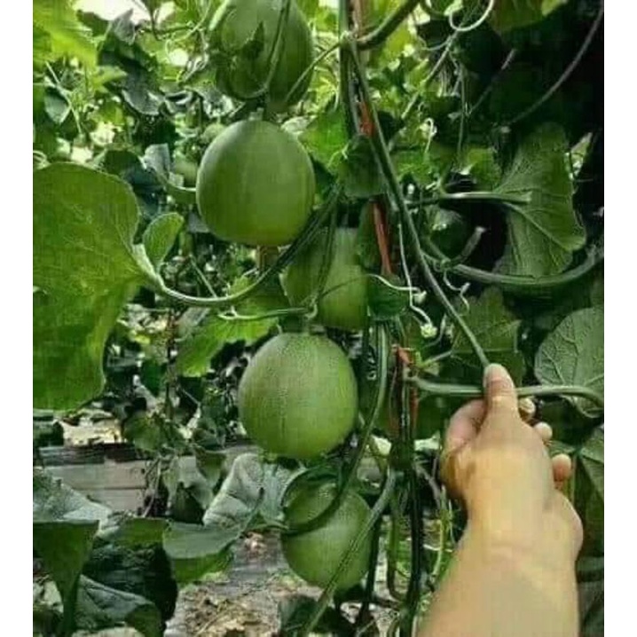 dưa lê xanh siêu ngọt