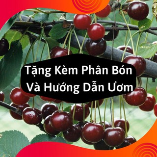 Combo 2 Gói Hạt Giống Cây Anh Đào ( Cherry )