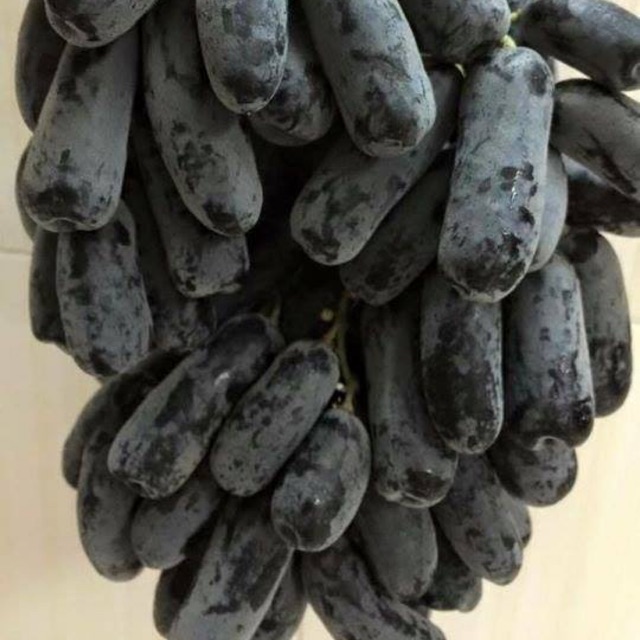 Cây nho ngón tay Nam Phi