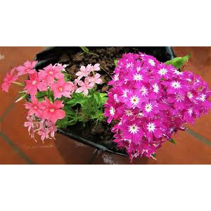 Hạt giống hoa Thanh Trúc (tặng kèm phân bón)