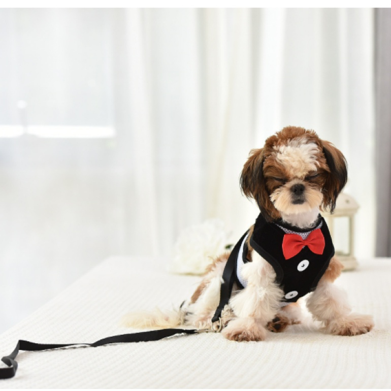 Bộ dây dắt cho Chó Mèo kèm yếm có nơ dễ thương - Love Pets Shop