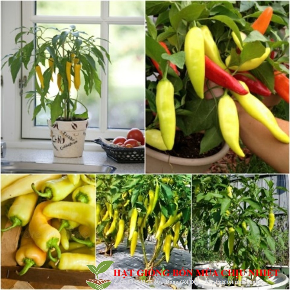 Gói 30 hạt giống ớt sừng bò luckyseed hạt siêu rẻ