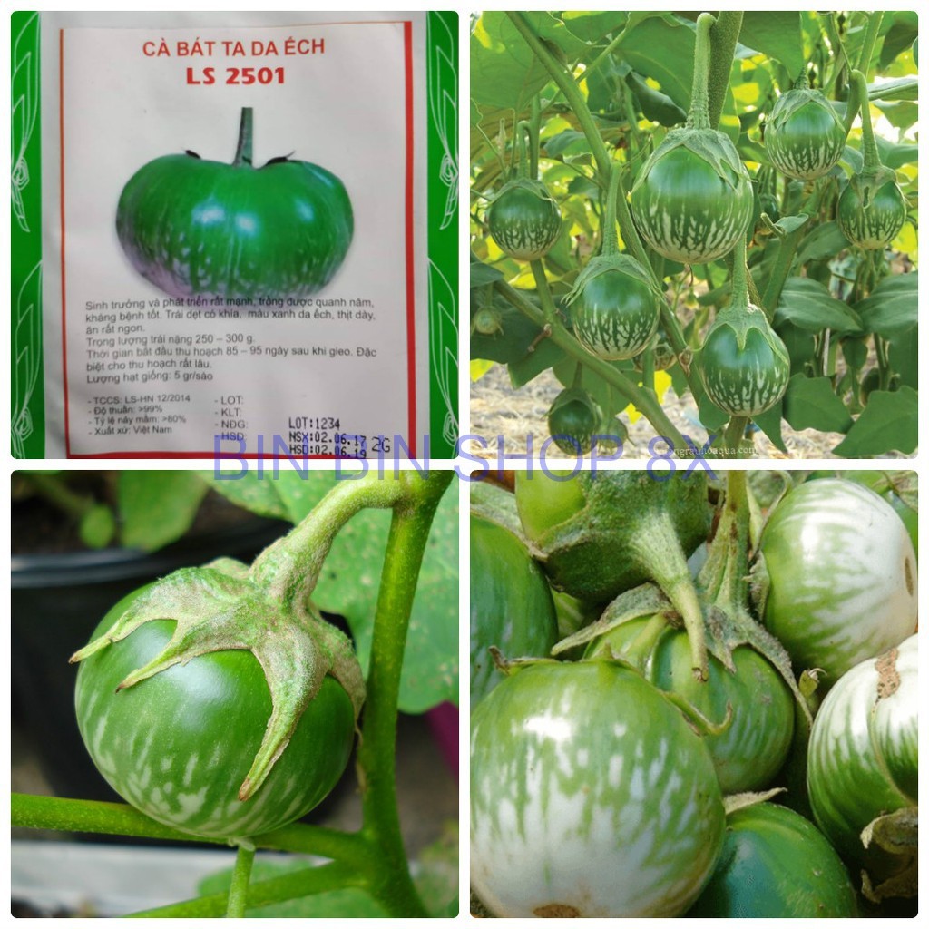 Hạt giống cà bát ta da ếch - 2gr