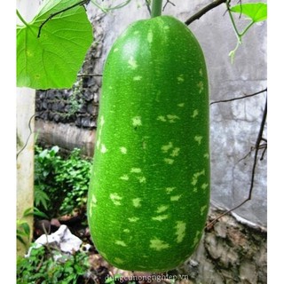 Hạt giống bầu sao trái ngắn F1