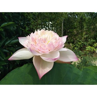 [RẺ VÔ ĐỊCH] Củ sen C-09 Super