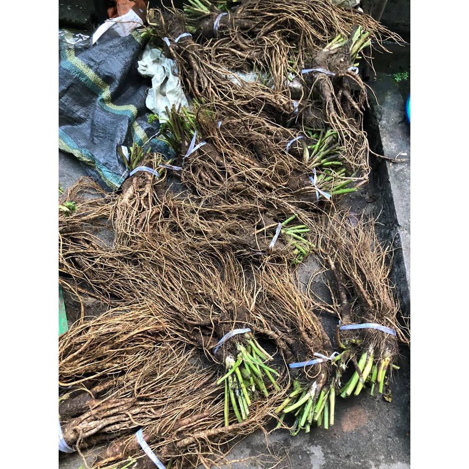 Sâm đá (Sâm quy đá)