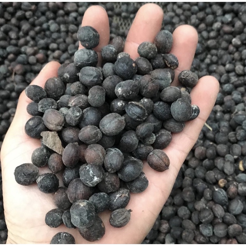(Siêu Vocher) Robusta chế biến honey rang mộc hoàn toàn_ Cafein cao_hậu ngọt vị thơm kéo dài | BigBuy360 - bigbuy360.vn