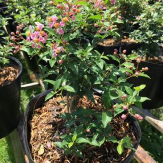 Chậu Hồng Ngọc Mai ( làm bonsai mini )