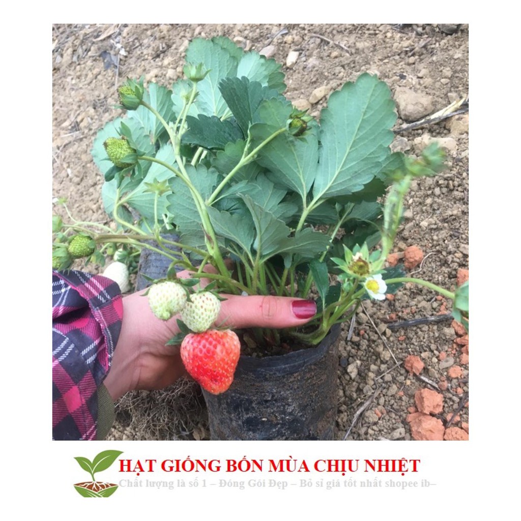 Gói 50 Hạt giống Dâu Tây Quả To, Chịu nhiệt  free ship toàn quốc hạt giống hoa