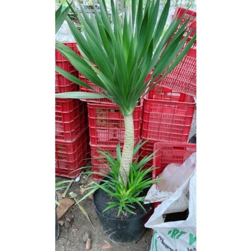 Cây Phát Tài Núi
