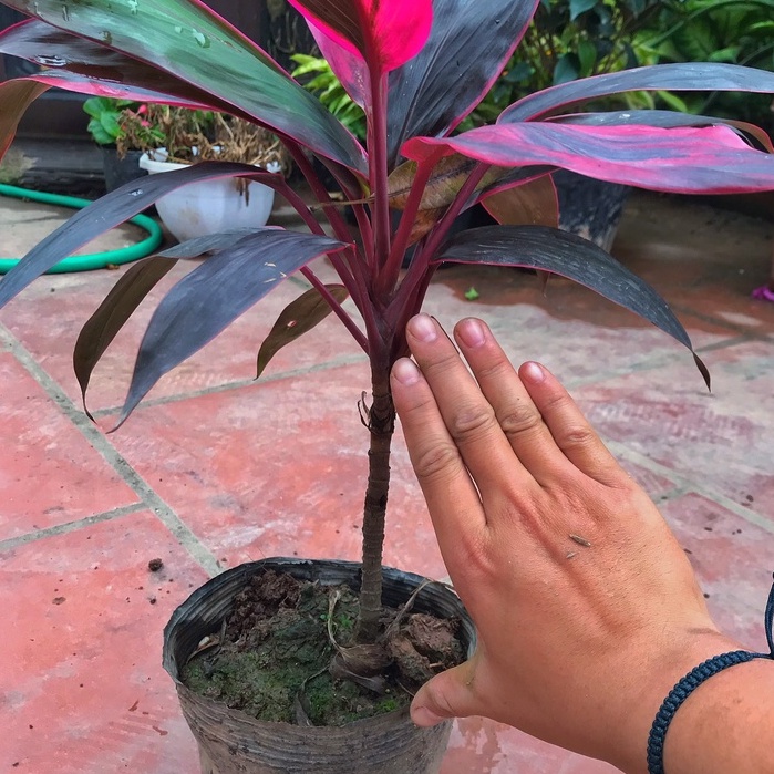 Cây huyết dụ thái, chiều cao 25cm cây có sức sống tốt mang sắc đỏ thẫm dễ chăm thích hợp trang trí cảnh quan sân vườn