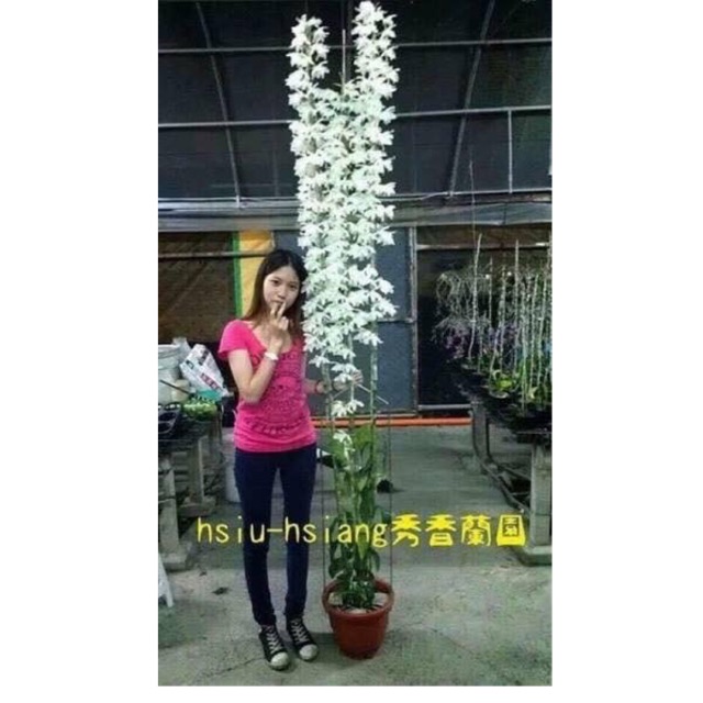 Hoa phong lan Đại Bạch Long hành đài