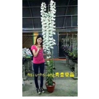 Hoa phong lan Đại Bạch Long hành đài