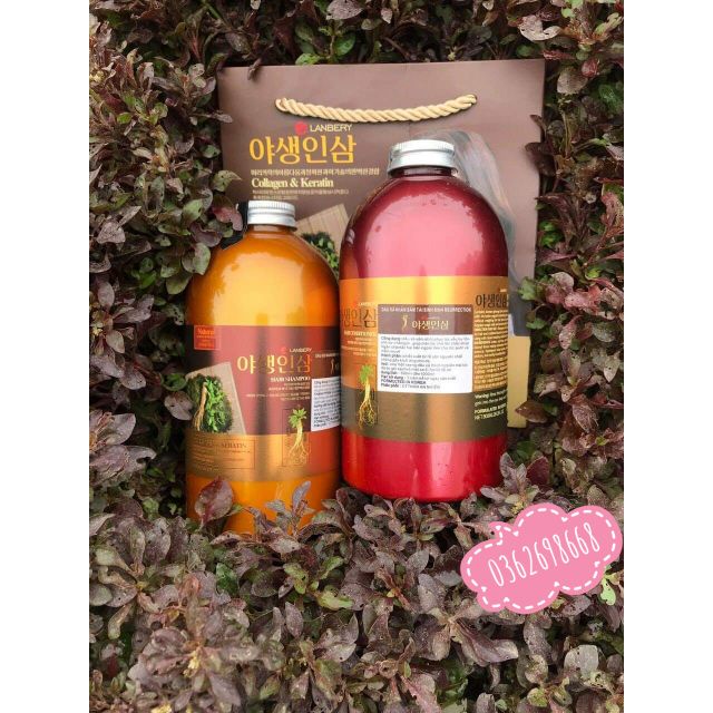 Dầu cặp gội xả nhân sâm tái sinh LANBERRY COLAGEN KERATIN