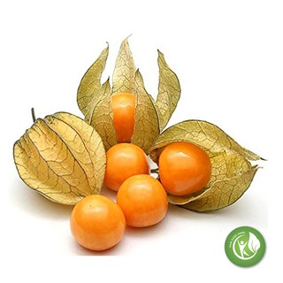 Cây Tầm Bóp khô 1KG - ND080