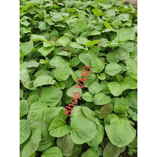 Hạt giống Rau Dền Cơm