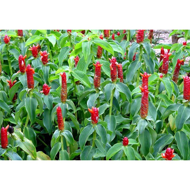 Cây Phúc lộc thọ