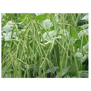 Hạt giống đậu xanh 1kg, đậu xanh 208