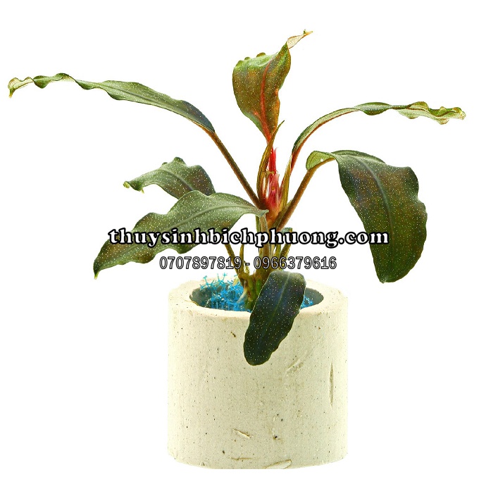 1 NGỌN CÂY BUCEP DÁN ĐÁ LŨA THUỶ SINH - BUCEPHALANDRA HÀNG HIẾM PHÁT TRIỂN CHẬM KHÔNG CẦN CO2 VẪN SỐNG KHOẺ