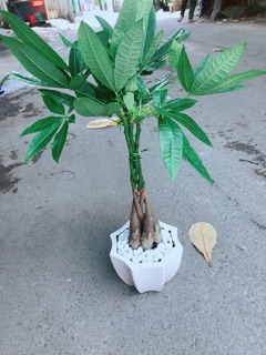 Chậu Kim Ngân 5 Thân Thắt Bính