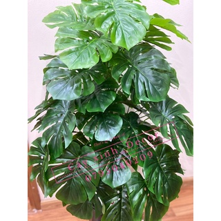 Trầu Bà xẻ 110cm loại đẹp
