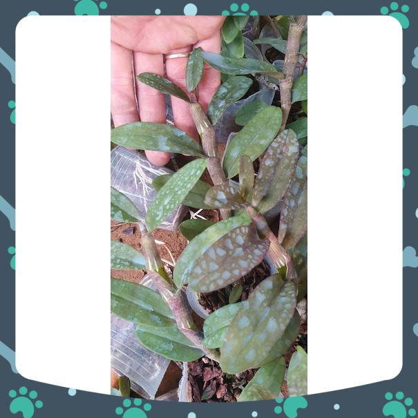 [Giá hủy diệt] giã hạc full moom rất thơm và đẹp cao 10 cm-15 cm đáng sưu tầm