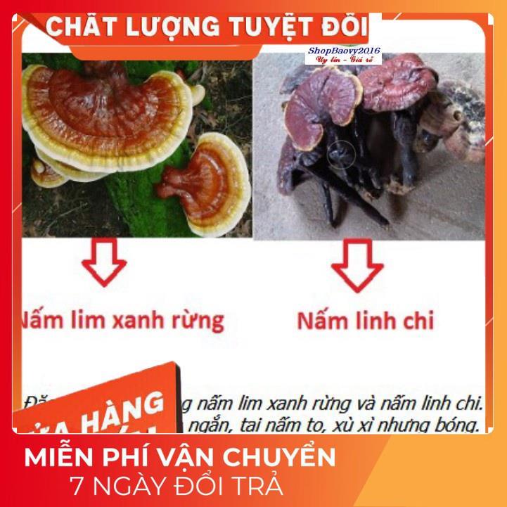 (Dược Liệu Quý) [FREE SHIP] 500g Nấm Lim xanh rừng Tây Bắc chuẩn rừng tự nhiên hỗ trợ bênh gout | WebRaoVat - webraovat.net.vn