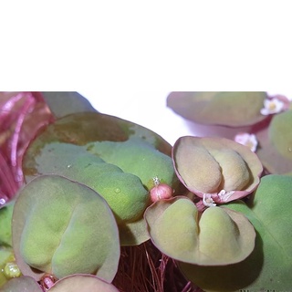 10 cây Bèo Rễ Đỏ Thủy Sinh - M