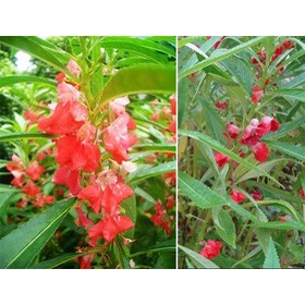 Hạt giống hoa Trà Phụng Tiên F1 dễ trồng tỉ lệ nảy mầm cao hoa mix màu