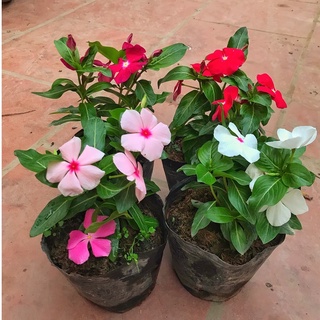 Cây dừa cạn - hoa dừa cạn chiều cao 15cm, hoa nở đẹp nhiều nhánh sum suê thích hợp trang trí cảnh quan