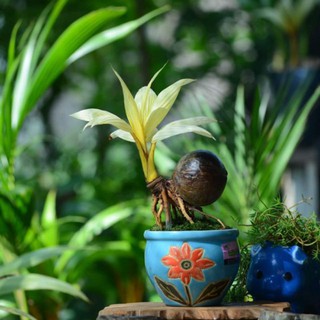 cây Cây Dừa bonsai  - Cây Giống Nhập Khẩu