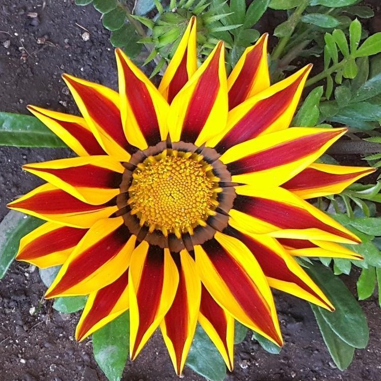 củ hoa hạt giống chất lượng