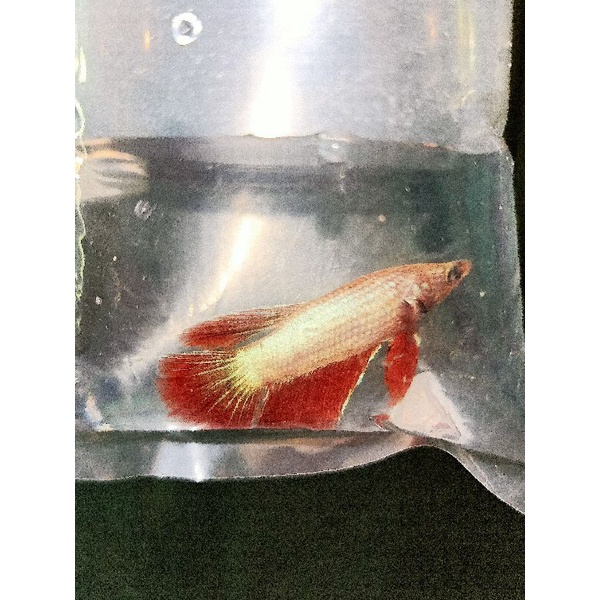 1Cặp BETTA trống mái size vừa tặng thức ăn giao ngẫu nhiên