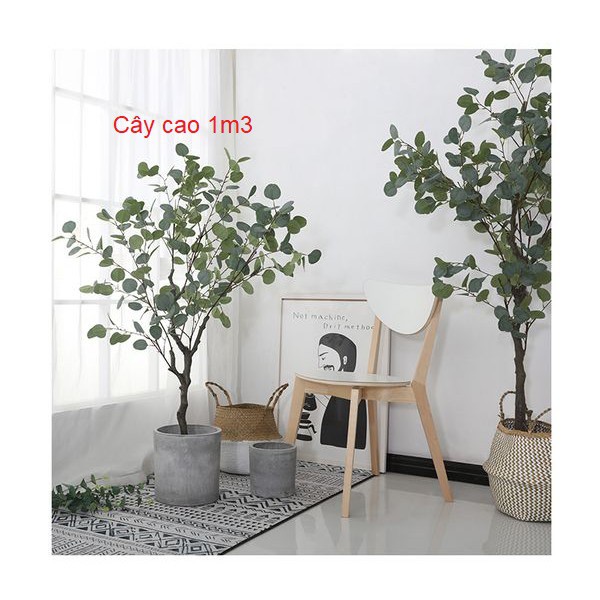 Combo cây Bạch đàn 1m3 kèm chậu cói size M