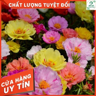 100H_HẠT GIỐNG HOA MƯỜI GIỜ MỸ (TÚI ZIP)