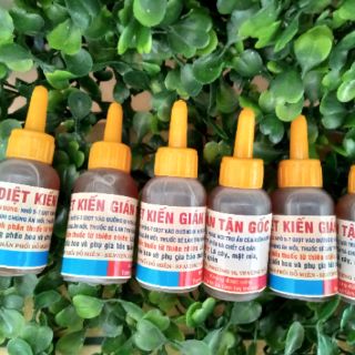 Thuốc diệt kiến gián tận gốc từ thiên nhiên