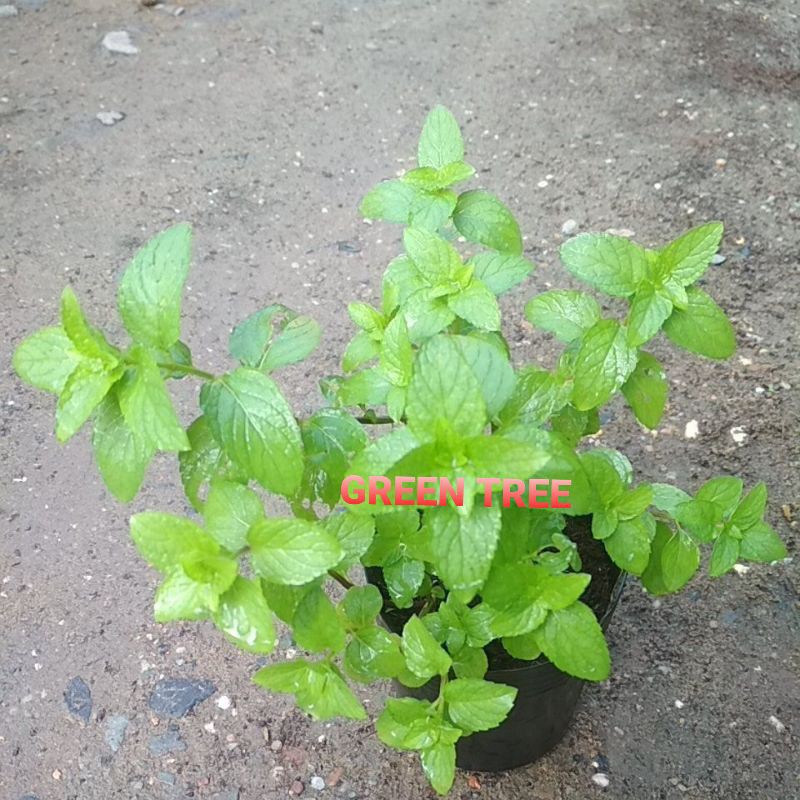 Cây giống bạc hà Âu pepper mint(size vừa)