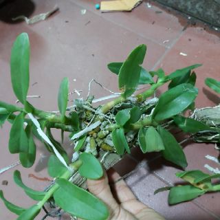 Trầm bảng Thái