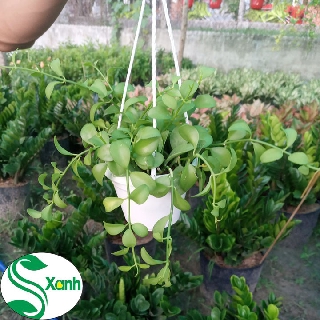 Chậu Treo Đô La