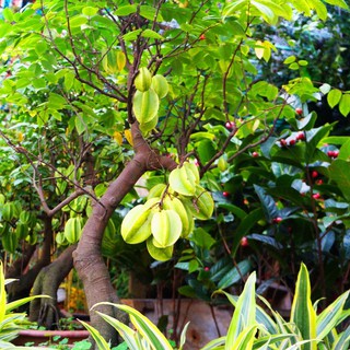 Hạt giống cây Khế Bonsai - 5 Hạt