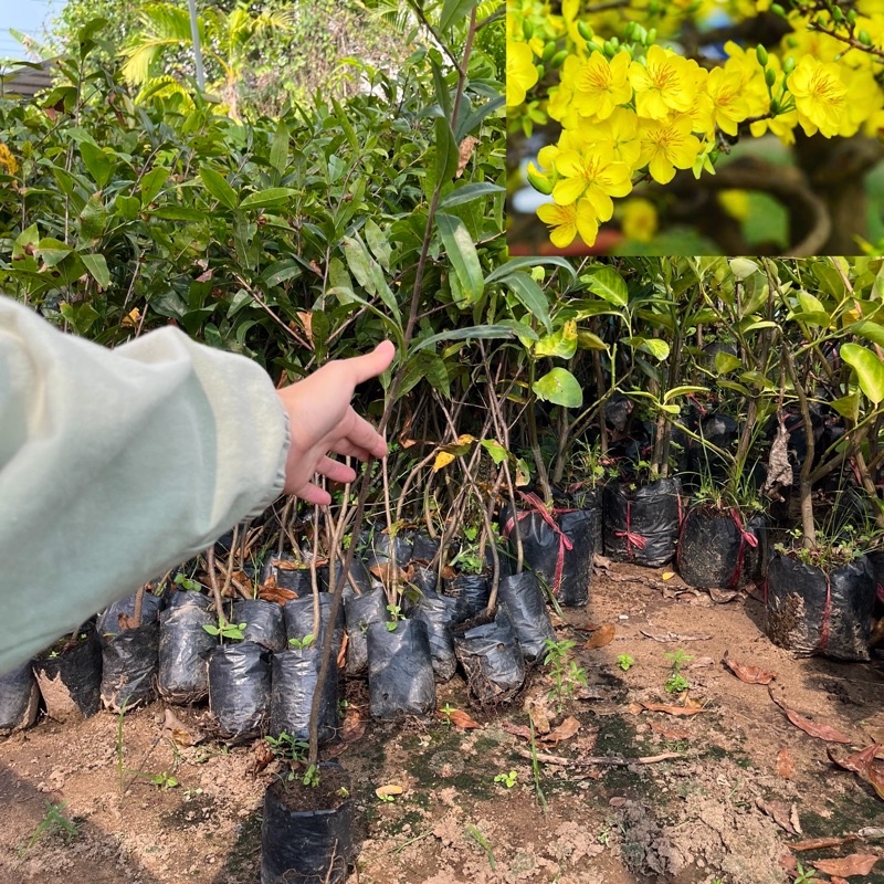 (Sll giá rẻ) Cây giống kiểng Mai Vàng quấn rễ sẵn