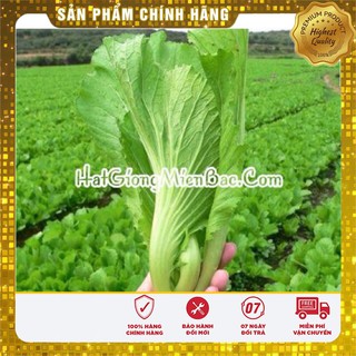 Hạt Giống Cải Bẹ Dưa(20 gr)
