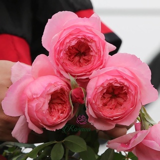 Hoa hồng Lady Heirloom rose - hồng leo, hoa to
