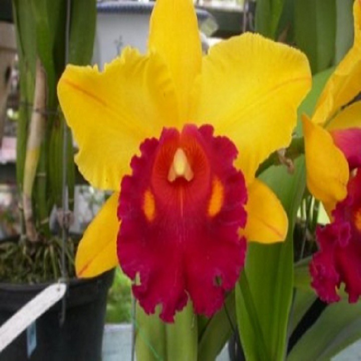 Lan Cattleya Giống nhiều màu, hoa bông to đại cực thơm giá siêu rẻ