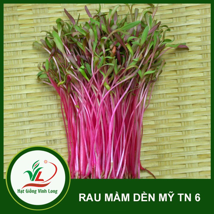 Hạt giống rau Mầm dền Mỹ TN 12 - 25g