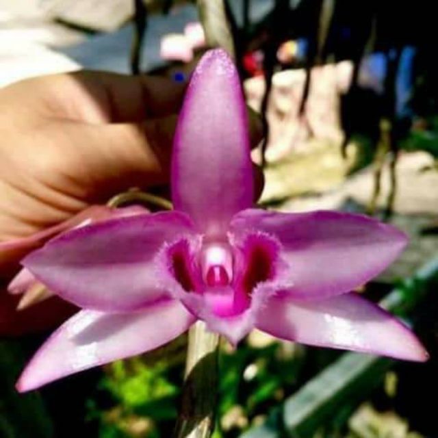 Hoa phong lan - di linh xuân siêu tím