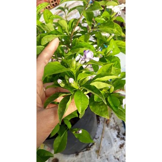Cây Lài Nhật ( Nhài Nhật)