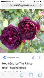 Cây giống hoa hồng